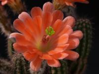 Thumbnail of 1860_Echinocereus salm-dykianus_20140430_02(1).JPG